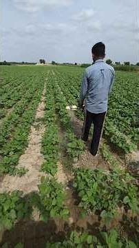 The Right Way to Smart Farming! Low Cost, High Profit! Modern Crop Maintenance #AgricultureFarmer