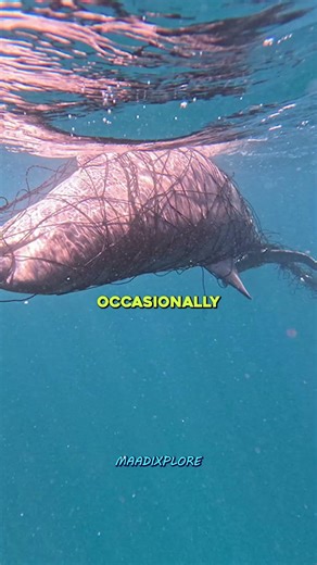 Tuna Isn’t the Only Victim w/ Neil deGrasse Tyson