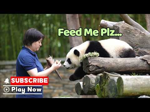 Panda Cub Has Only One Thing On Its Mind | iPanda