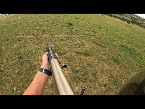 20 Hogs, 2 Coyotes in One HUNT | HELICOPTER Hog HUNT