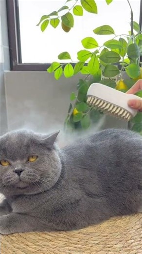 Grooming your pet just turned relaxing 😌🐾 #dhgate #dhgatefinds #coolgadgets