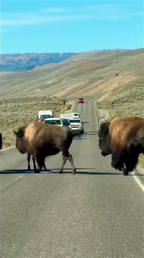 Bison stampede in front of our car! #wyoming #buffalo #stampede