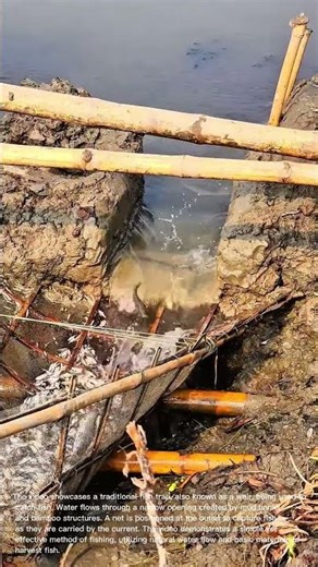 Traditional Fish Trap in Action: Catching Fish with a Weir