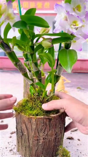 Secret techniques repotting orchid plants #orchid #garden #short 🌱🌱