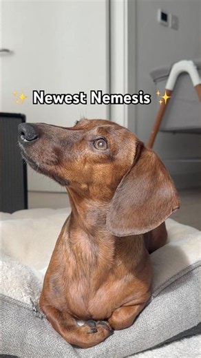 Mini dachshund's newest nemesis!