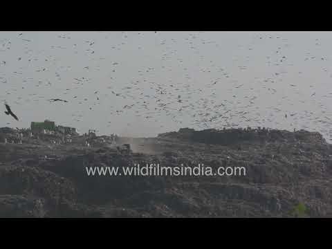 Waste Management Struggles in Delhi