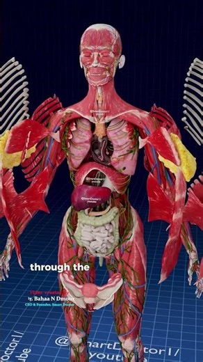 The Body’s Main Blood Loop: Systemic Circulation 🔁🫀