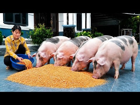 The secret to processing corn into special dishes for both pigs and humans. ( Ep 440 )