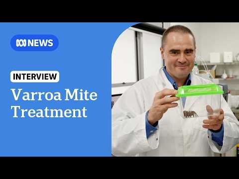 Spider expert explores venomous treatment to save bees from varroa mites | ABC NEWS