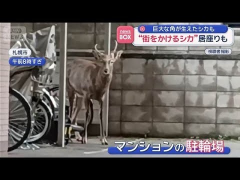 “街をかけるシカ”体長1メートル以上　住宅街で数時間　居座りも　札幌市【スーパーJチャンネル】(2026年10月20日)