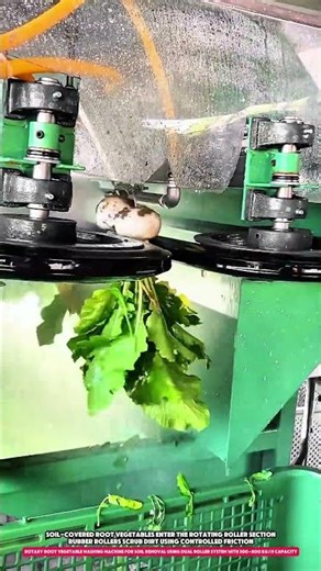 Rotary Root Vegetable Washing Machine Using Dual Roller System with 300–800 kg/h
