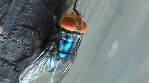 Everything to know about flesh-eating parasite as cases detected near the US