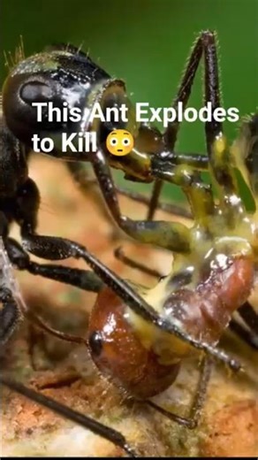 This Ant Explodes to Kill 😳