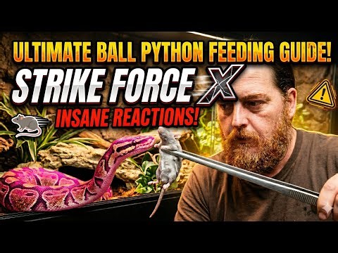 MY SNAKE'S INSANE ATTACK! | YOU WON'T BELIEVE WHAT HAPPENS! 🤯