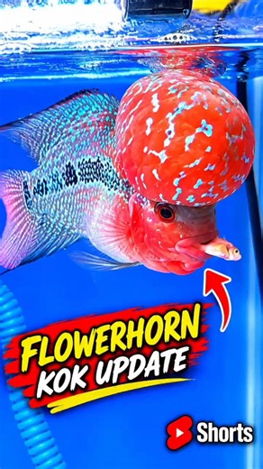 SRD Flowerhorn |monster kok hump srd kamfa flowerhorn guppy fish sale price tamilnadu tamil #jailer2