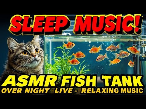 ASMR Fish Aquriaum Live Stream - My Real Tank - Fish Are Doing Great!