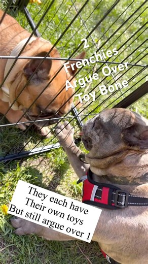 TWO FRENCHIES ARGUE OVER TOY BONE #frenchbulldog #frenchie #frenchbulldoglife