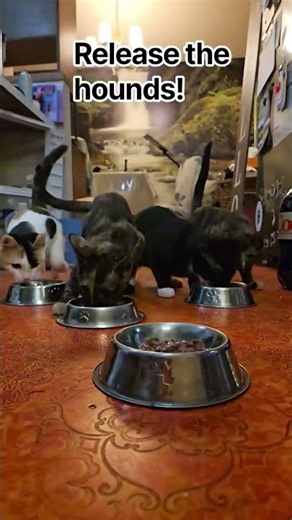 Smithers, release the "Hounds"!! #cat #funny #kitten #tornado #memes #cute #stampede #fyp #fyp