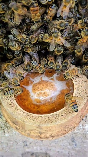 The Sweet Feast That Saves Honeybees Through a Harsh Winter