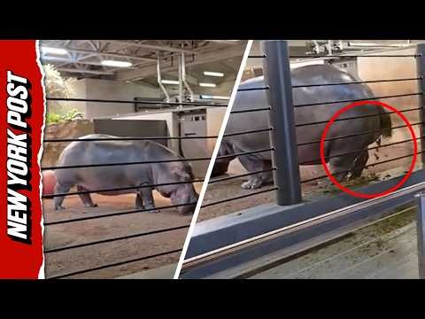 Watch Explosive Moment Hippo Claims Territory When Family Gets Too Close