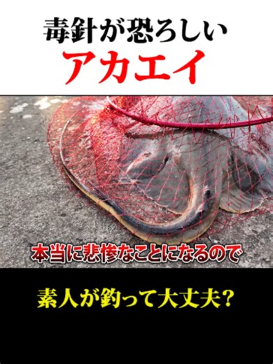 毒針が恐ろしい！アカエイが釣れました【あま猫チャンネル】
