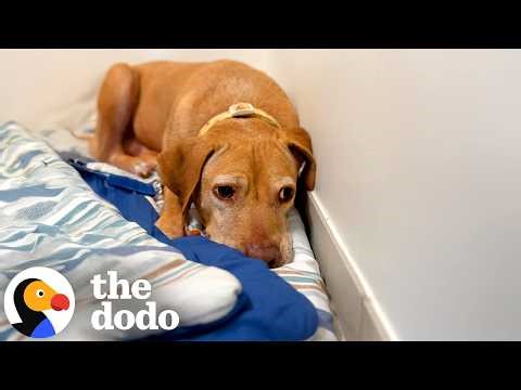 A Very Sweet Update To An Already VERY Sweet Story | The Dodo
