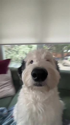 Doopy dougwas | dogs tiktok videos