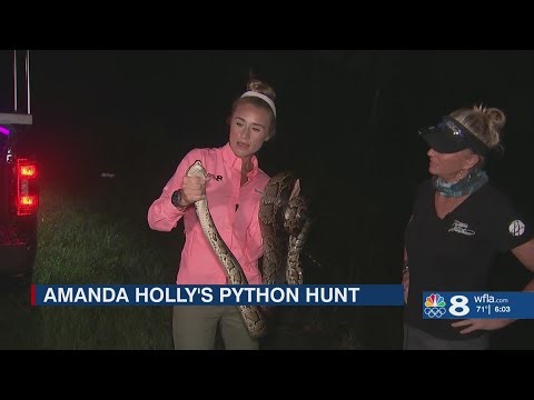 WFLA's Amanda Holly helps catch python in Everglades hunt