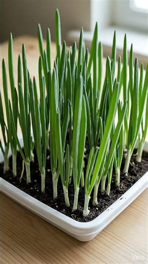 Hari Pyaz Grow Fast 😍Spring Onion Growing Fast! ⏳🌱Time-lapse | Magic Growth #SpringOnion #Timelapse