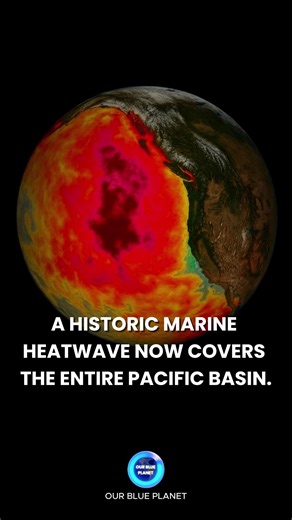 The Pacific Ocean is experiencing one of the largest marine heatwaves on record in 2025, with unusually warm conditions extending from East Asia to the U.S. West Coast. This large patch of above-normal ocean temperatures — often called “the Blob” — now stretches roughly 5,000 miles across the North Pacific, and scientists are observing sea surface temperatures that have smashed long-standing records. Japan experienced its hottest summer on record in 2025, with inland temperatures reaching about 