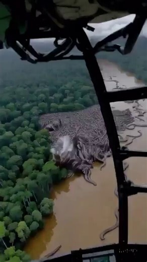 Anaconda attack on the Amazon River 😱    Just seeing it from the front would make people’s condition go bad instantly