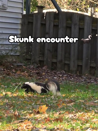 Skunk encounter: chonky skunk sighting and why skunks look so cute