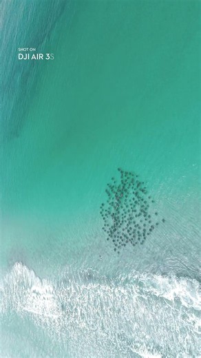 A great migration, captured from above | Air 3S