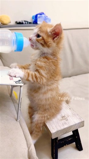 Tiny Kittens Drinking Milk🧸😻💕 #cat #cute #cats #kitten
