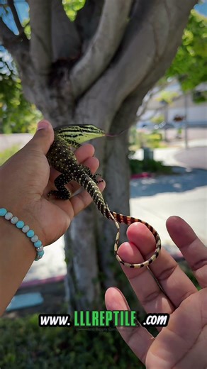 Meet the Argus Monitor #monitor #lizard