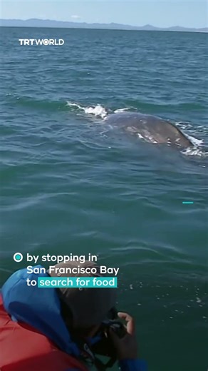What’s behind the rise in gray whale deaths in San Francisco Bay?
