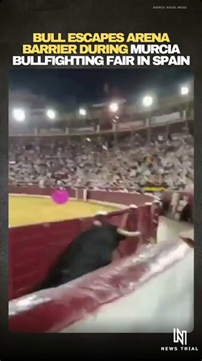 Bull Escapes Arena Barrier at Bullfighting Fair #shorts