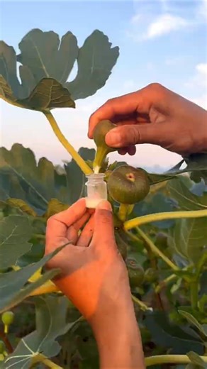 Do You Know the Secret of Figs? #shorts #plants #farming