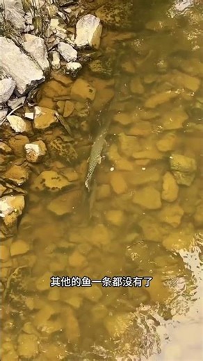 OMG! Who Put This Fish Here? Alien Species Crazy Anglers Wild
