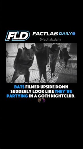 Bats filmed upside down suddenly look like they’re partying in a goth nightclub. 🦇🕺
