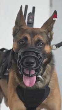 Singapore police trial mounted cameras on K-9 unit dogs