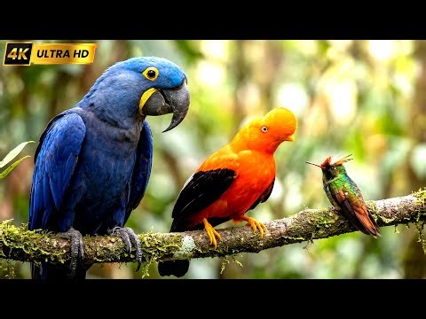Top 100 Most Beautiful and Extraordinary Birds on Earth | 4K Nature Sound
