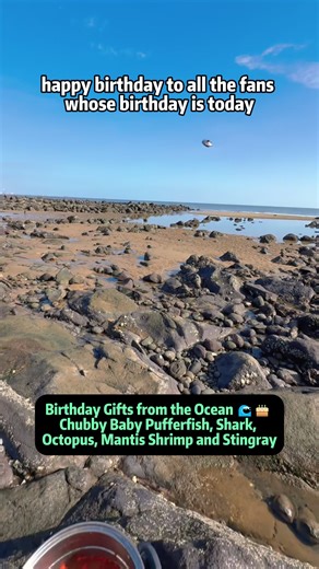 Birthday Gifts from the Ocean 🌊🎂 Chubby Baby Pufferfish, Shark, Octopus, Mantis Shrimp and Stingray Today is a special day, because this ocean adventure is all about birthday wishes and marine life surprises. After cooking a pot of fresh seafood soup, I head back to the shore to catch unique ocean creatures as birthday gifts for my fans. From an adorable but dangerous porcupinefish (pufferfish) to a stubborn octopus, a powerful mantis shrimp, and even a hidden stingray buried beneath the sand,