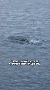 We Were About to Go to Bed When Dozens of Whales Surrounded the Ship | The Dodo