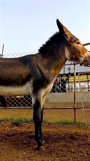 Funniest Donkey Ever Donkey Training the fun way 113