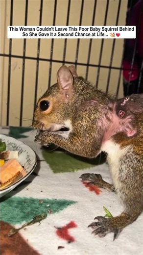 This Woman Couldn't Leave This Poor Baby Squirrel Behind, So She Gave It a Second Chance at Life...