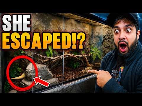 My Largest Snake Just Escaped!?