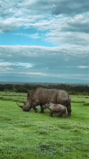 One-Horned Rhino & Its Adorable Baby 🦏💖 | Heartwarming Wildlife Moment!#shorts #youtubeshorts