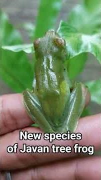 New species of Javan tree frog ! Zhangixalus faritsalhadii