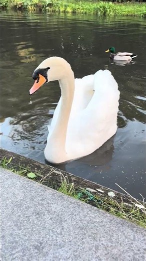 Beautiful Swan Up Close Canal Walk, Ducks Wildlife 🦢🦢🦆